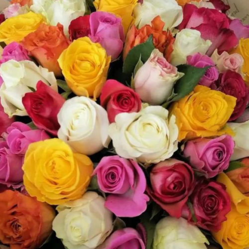 Mixed Roses